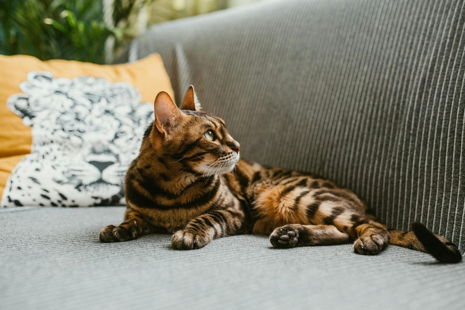 Breeding Bengal Cats
